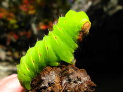 Image of Tussah moths