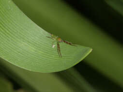 Sivun Cetratus rubropunctatus (Rainbow 1920) kuva