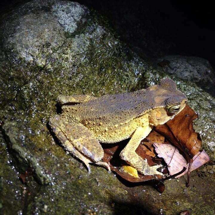 Image of Sulawesian Toad