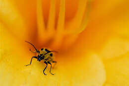 Image of Spotted Cucumber Beetle