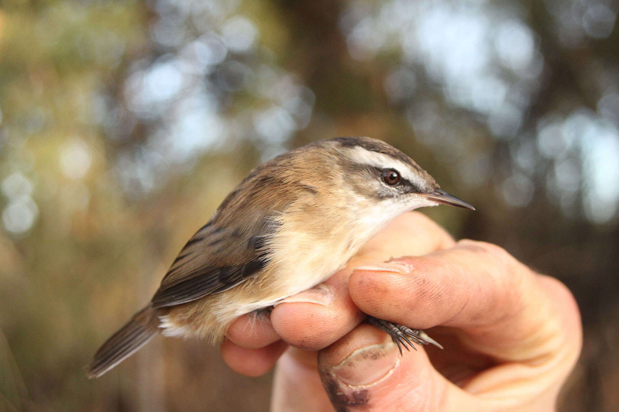 Image of Moustached Warbler