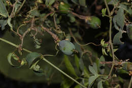 Image of Passiflora gracilens (A. Gray) Harms