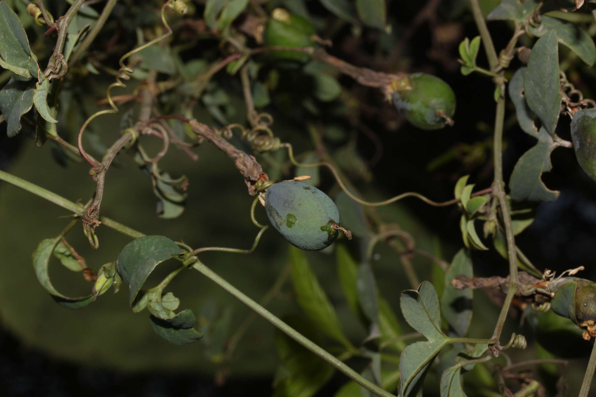 Plancia ëd Passiflora gracilens (A. Gray) Harms