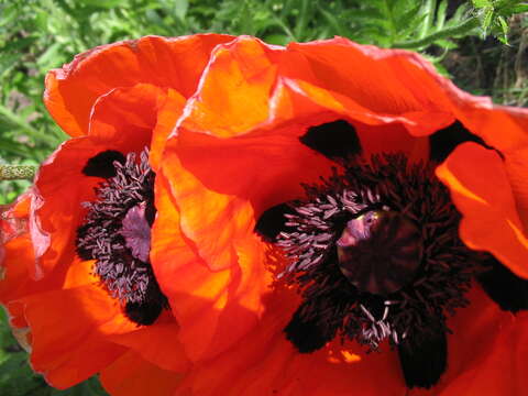 Image of Oriental poppy