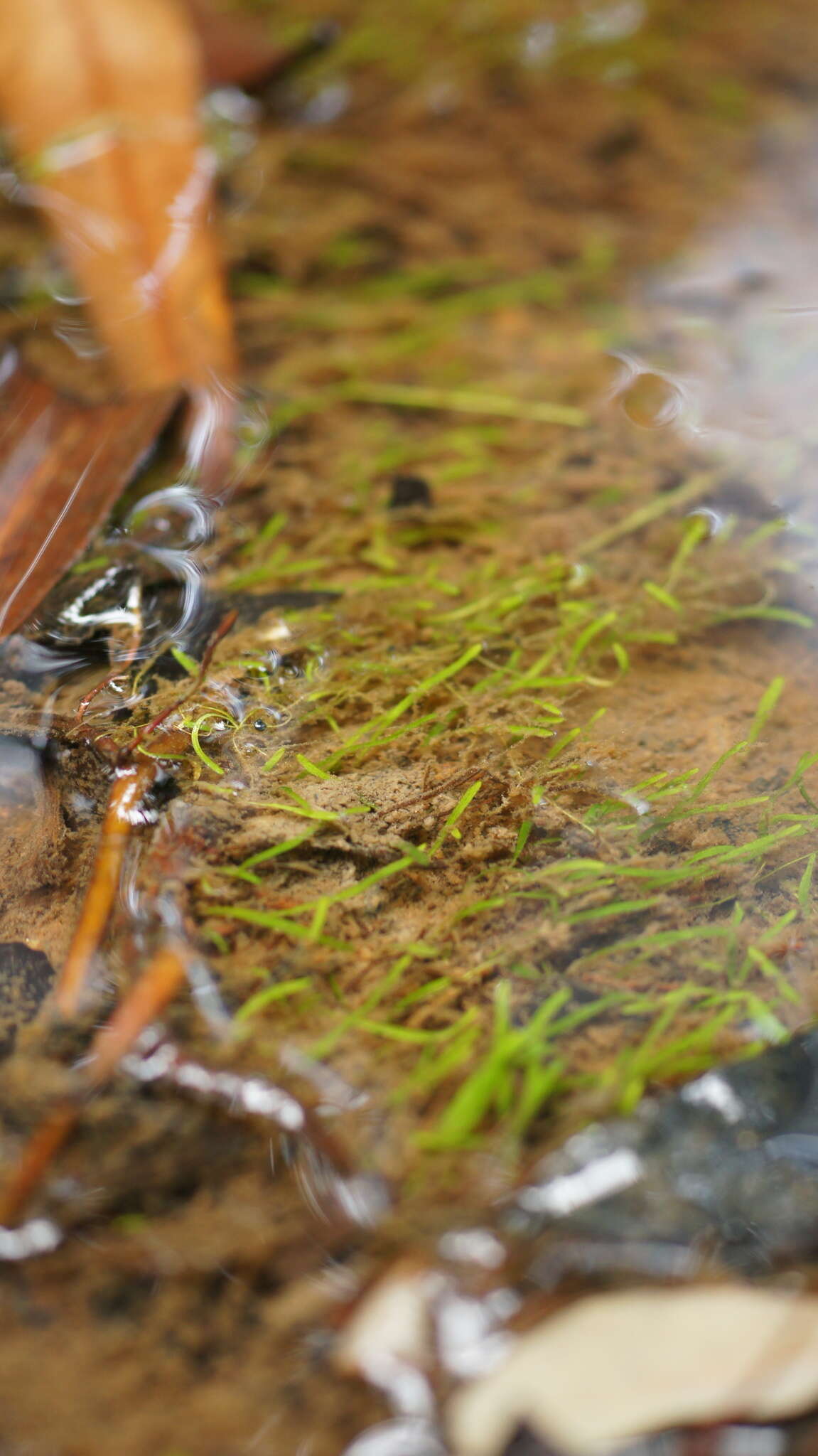 Image of Bifid Bladderwort