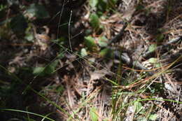 Plancia ëd Eragrostis refracta (Muhl.) Scribn.