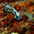 Image of Yellow spot dark blue slug