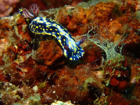 Image de Hypselodoris obscura (Stimpson 1855)