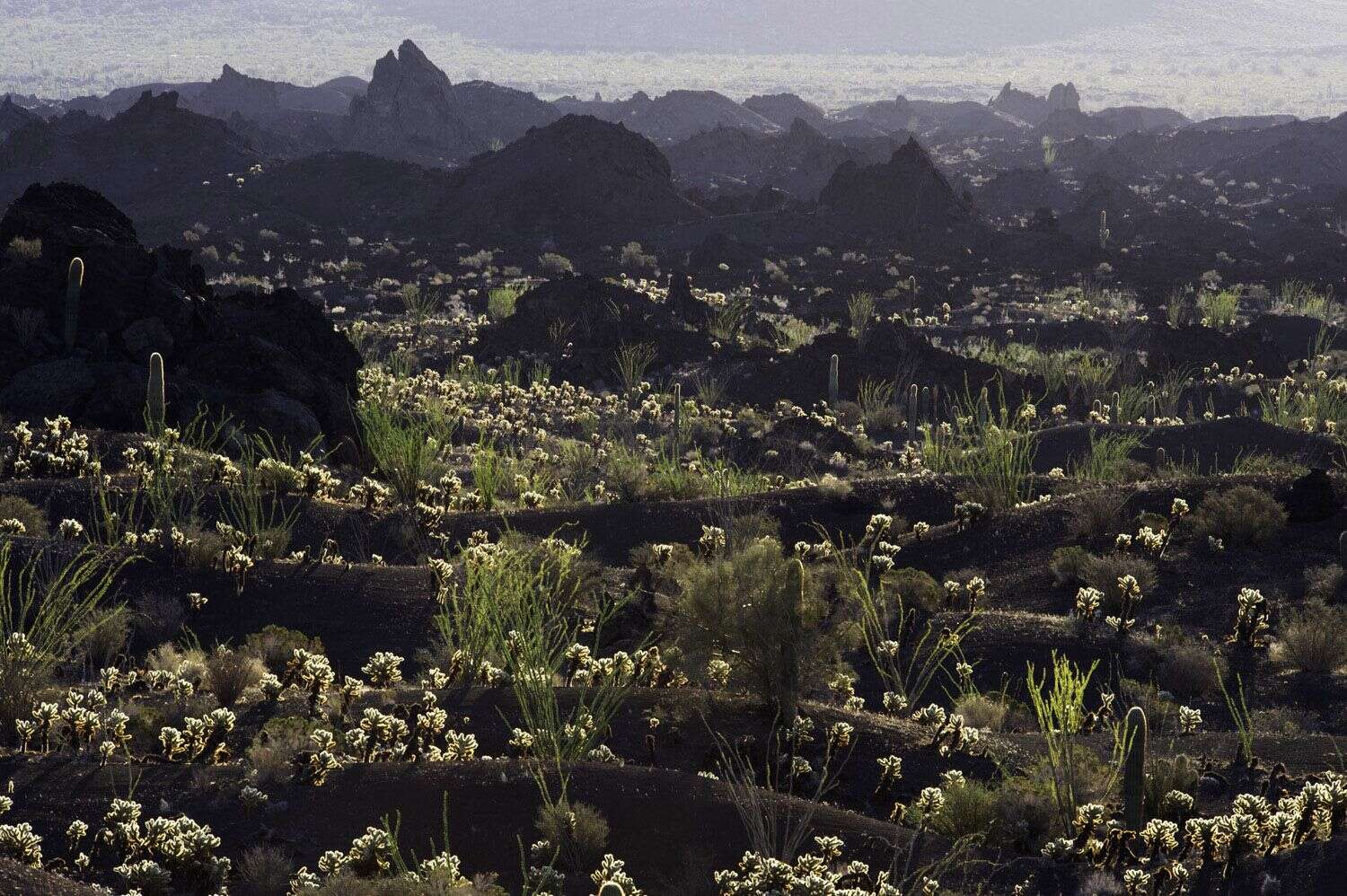 Image de Cylindropuntia bigelovii (Engelm.) F. M. Knuth