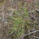 Imagem de Carex ursina Dewey