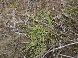 Image of Bear Sedge