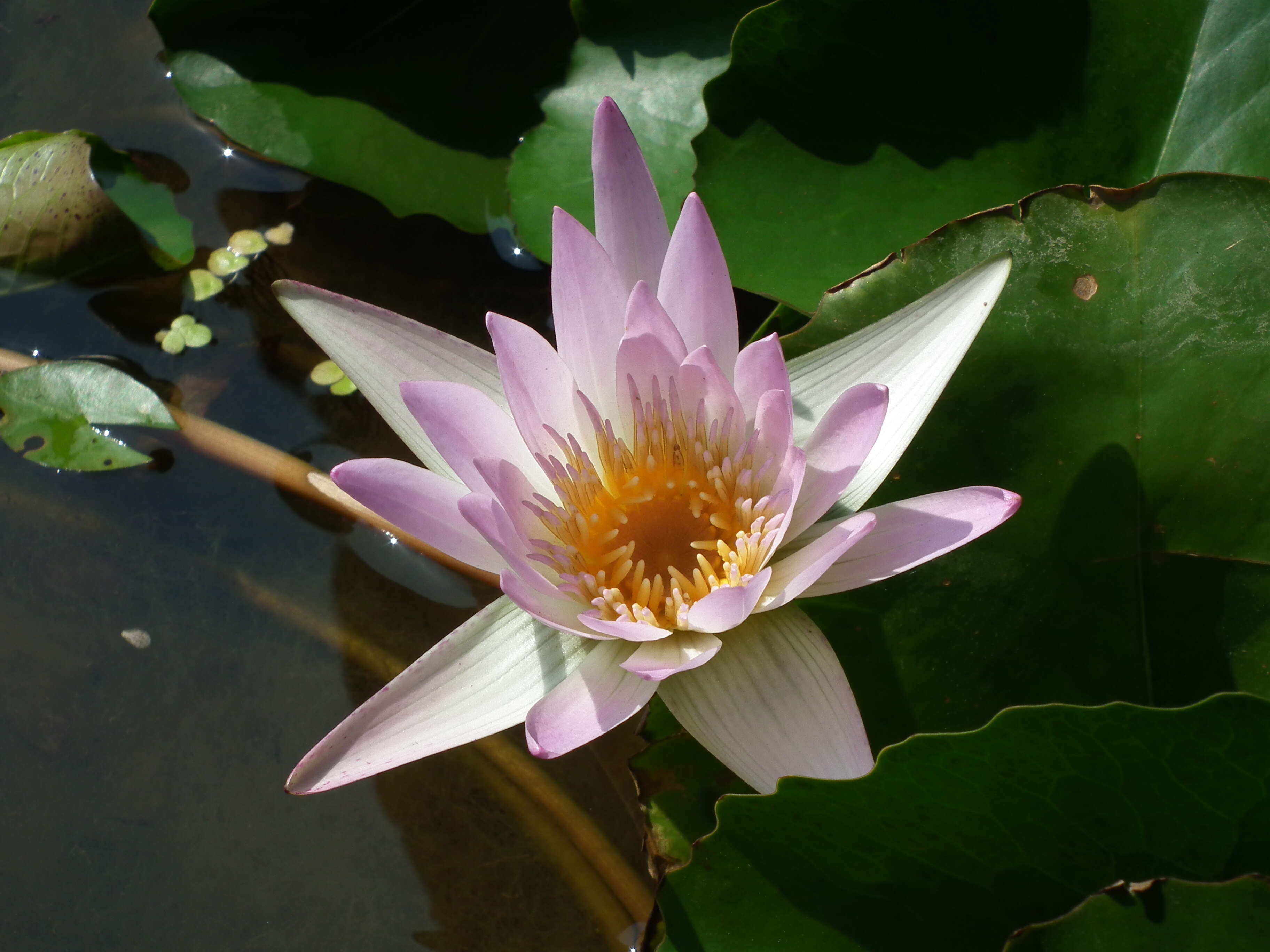 Image of blue star water-lily