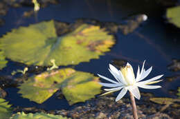 Image of Egyptian white water-lily