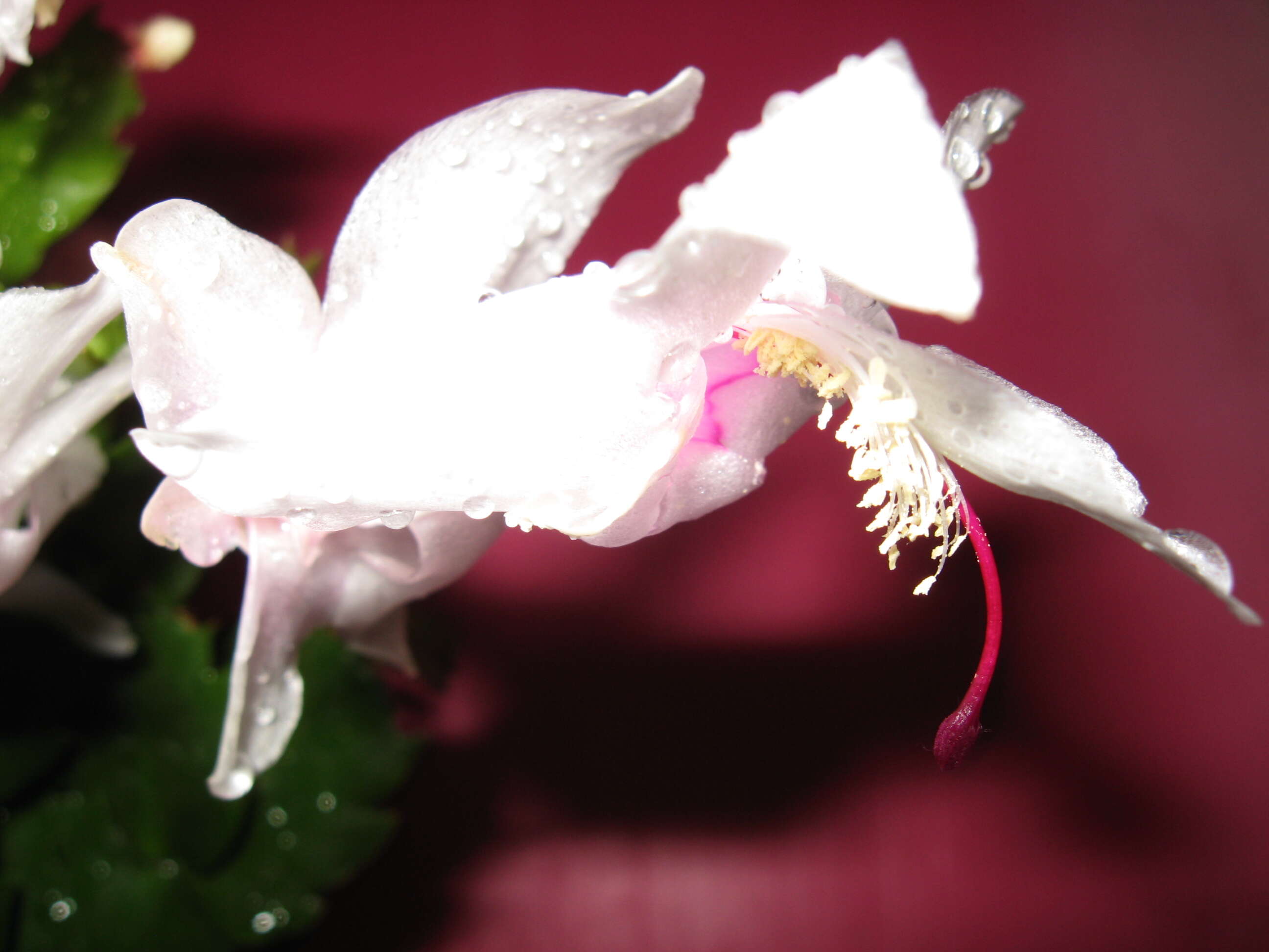 Plancia ëd Schlumbergera truncata (Haw.) Moran