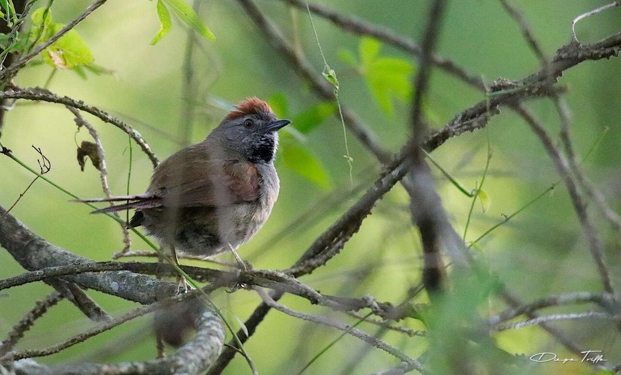 Image of Sooty-fronted Spinetail