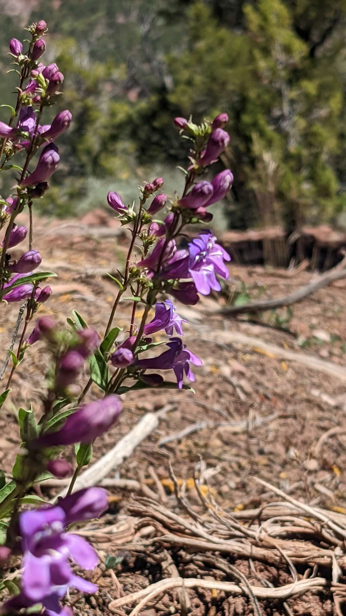 Image of Higgins' beardtongue