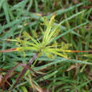 Cyperus meyenianus Kunth的圖片