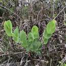 Imagem de Baptisia perfoliata (L.) R. Br.