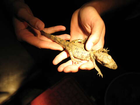 Image of Common Caiman