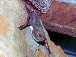 Image of sac-winged bats, sheath-tailed bats, and relatives
