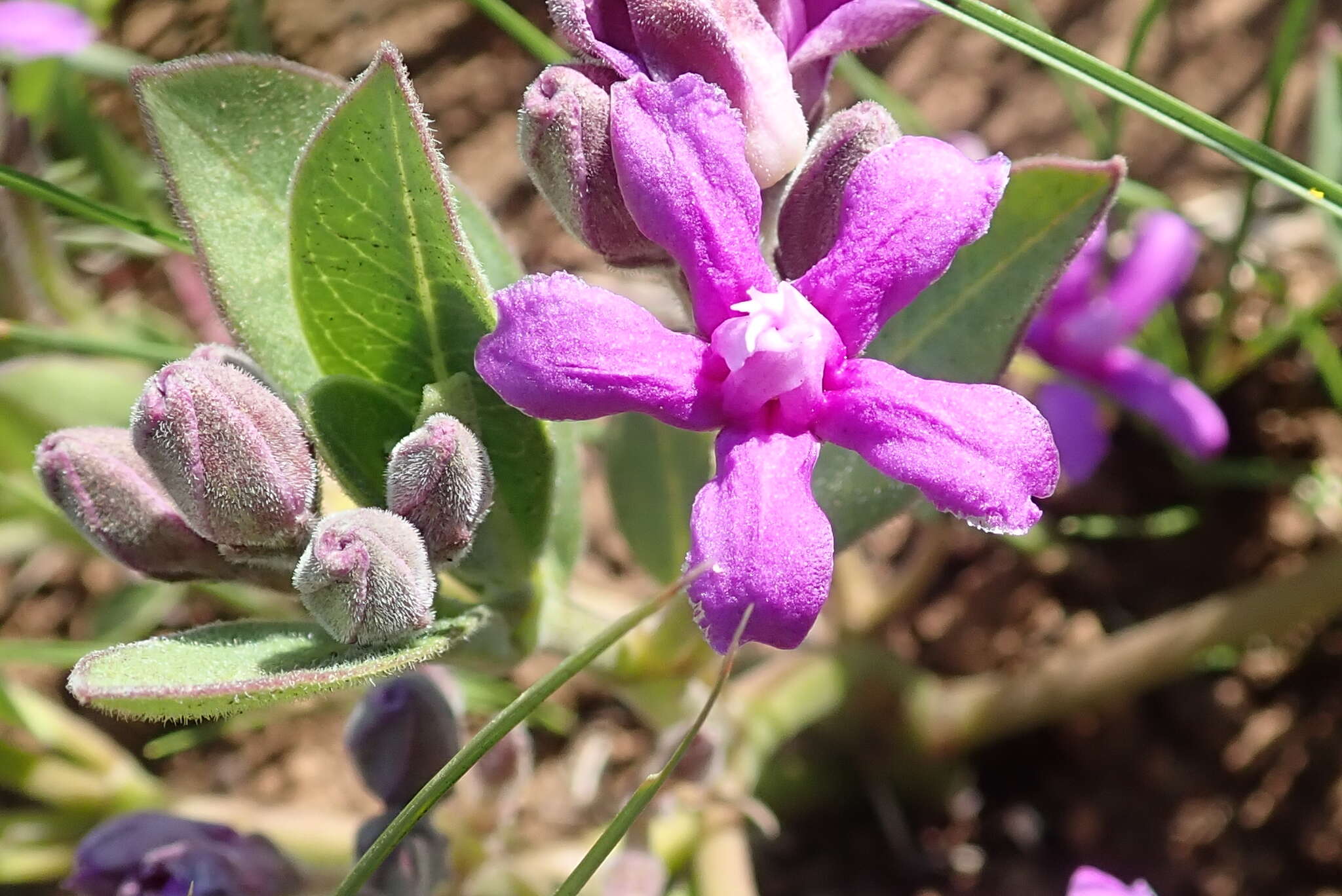 Image of Raphionacme hirsuta (E. Mey.)