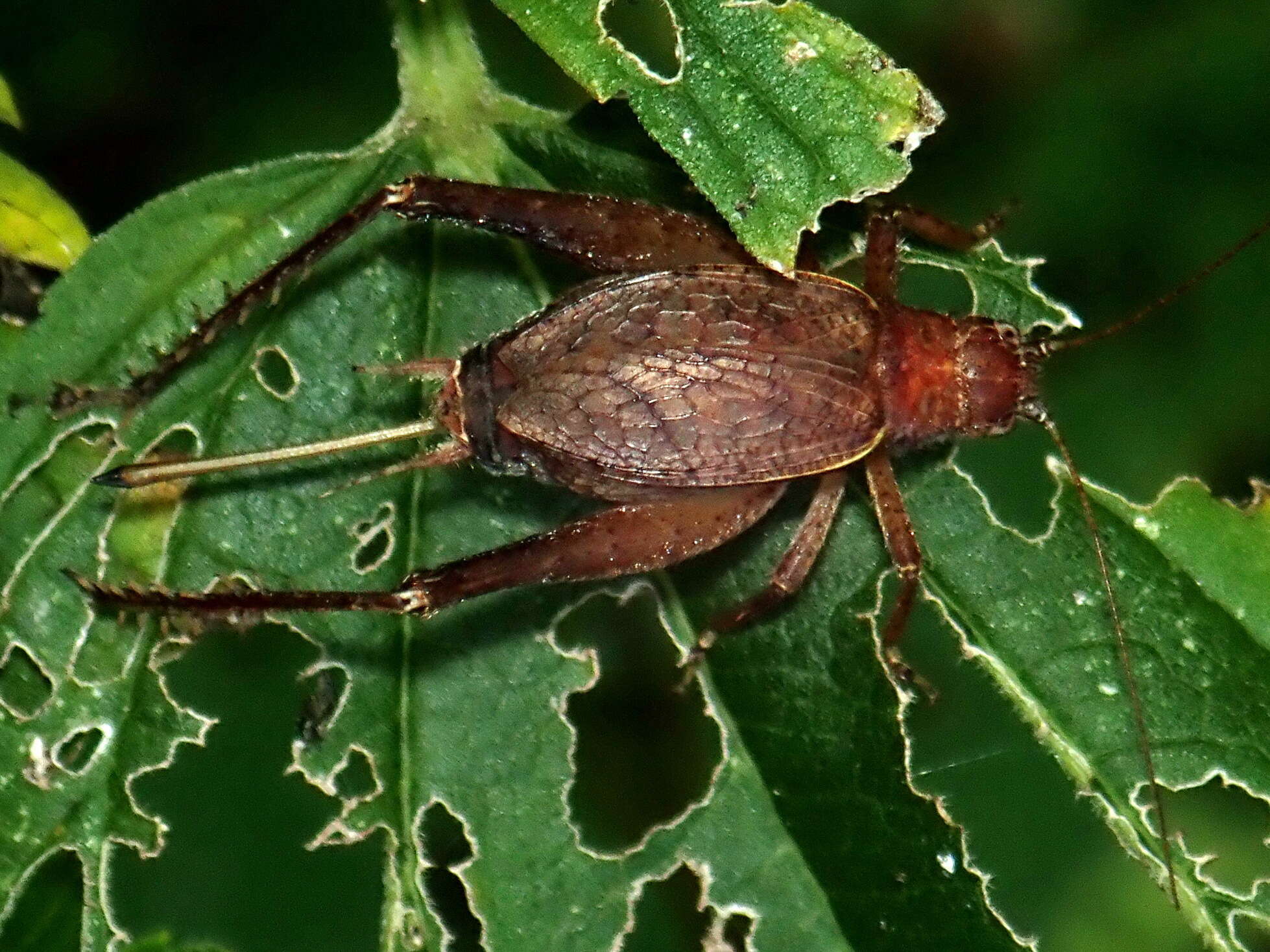 Image of Restless Bush Cricket