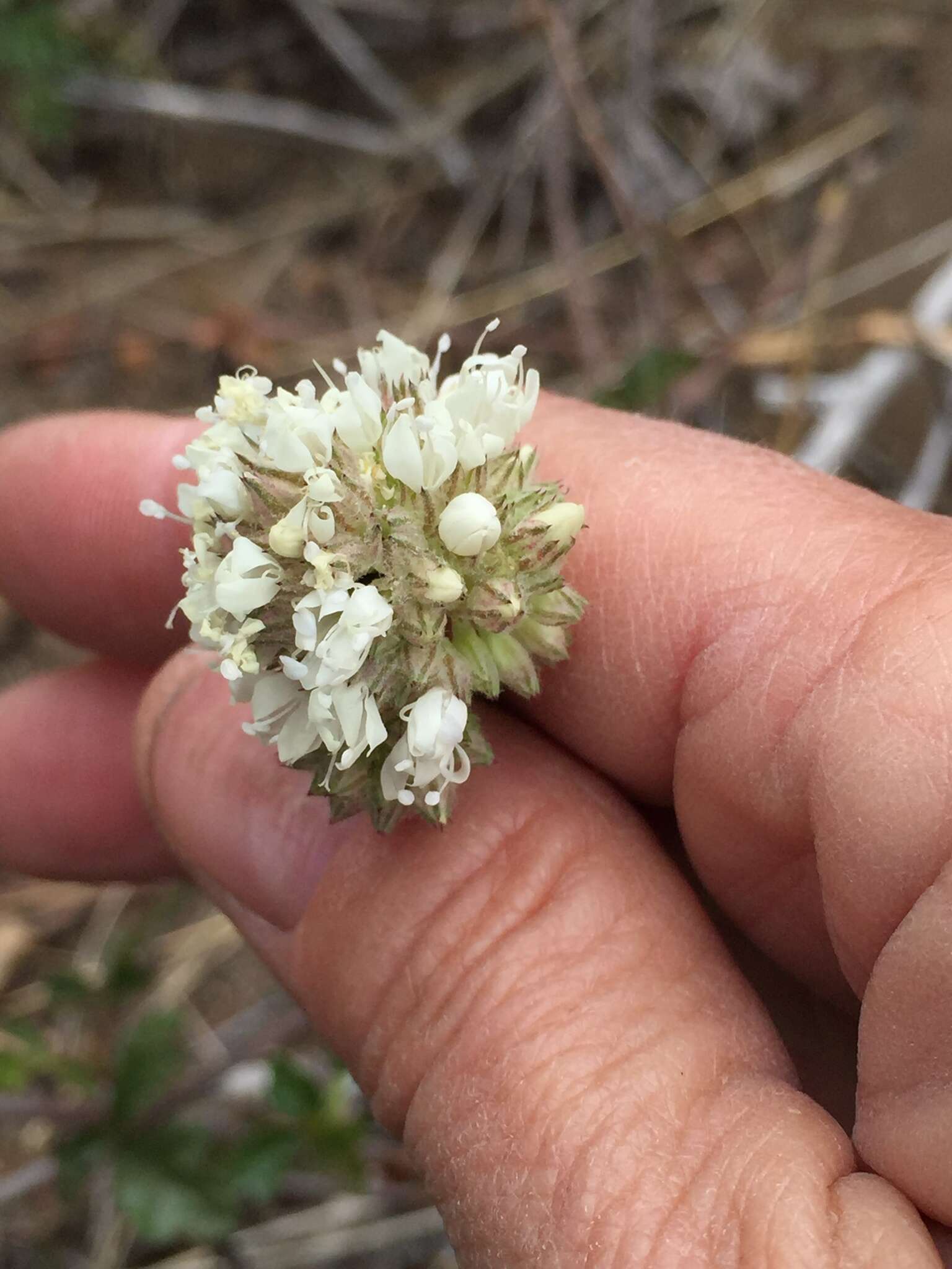 Image of bluehead gilia