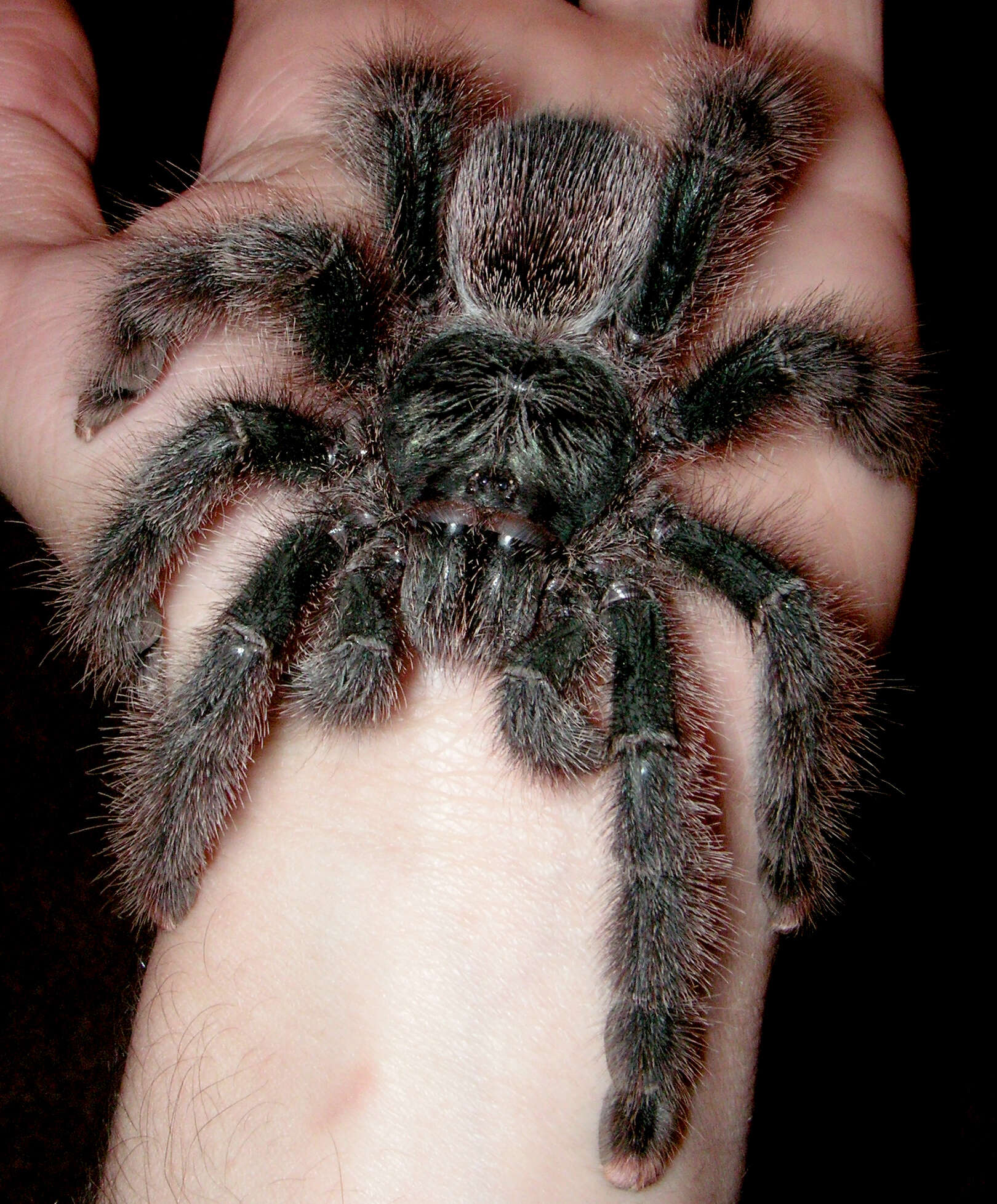 Image of Avicularia metallica