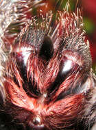 Image of Avicularia metallica