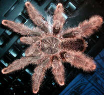 Image of Avicularia metallica