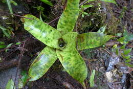 Imagem de Werauhia kupperiana (Suess.) J. R. Grant