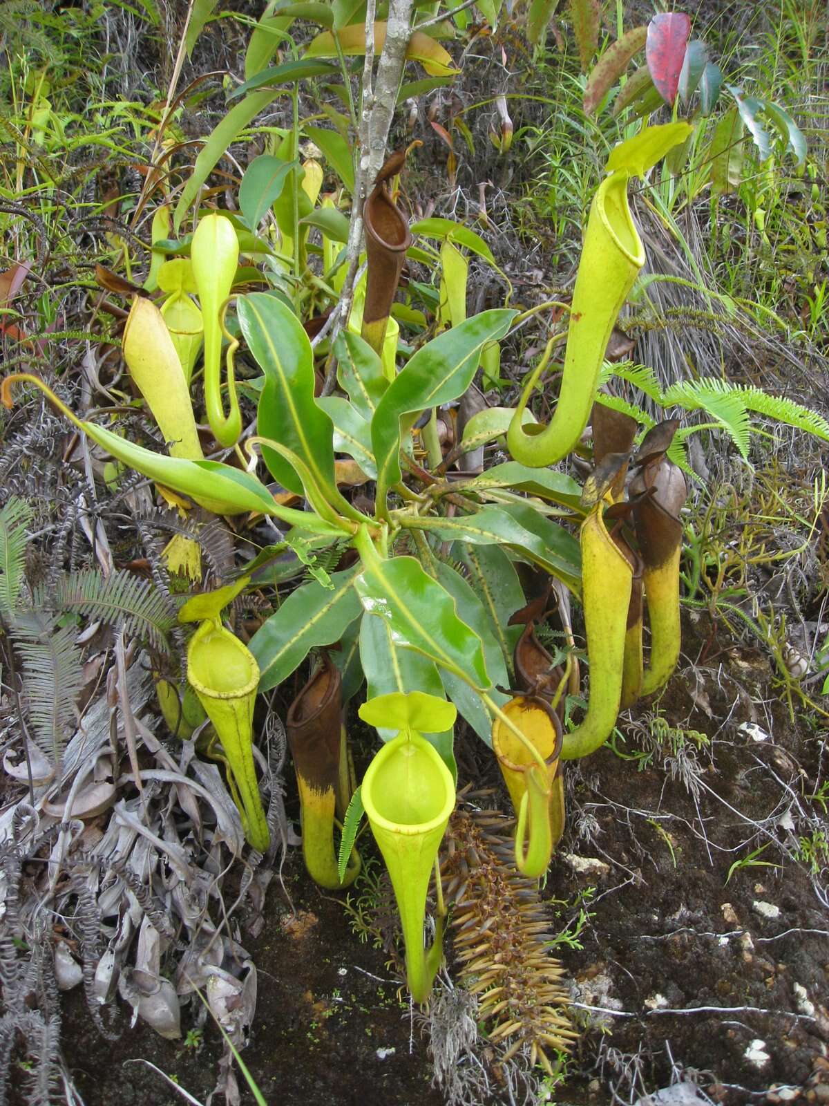 Image of Nepenthes chaniana C. Clarke, Chi. C. Lee & S. McPherson