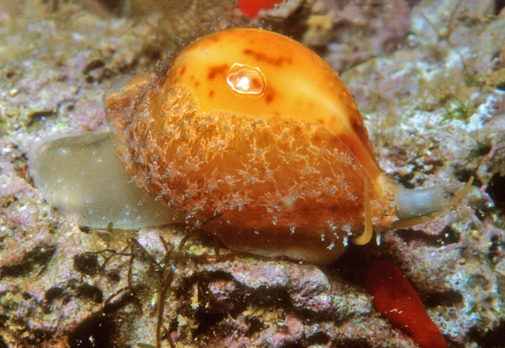 Image of treblespotted cowrie