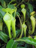 Image of Nepenthes chaniana C. Clarke, Chi. C. Lee & S. McPherson