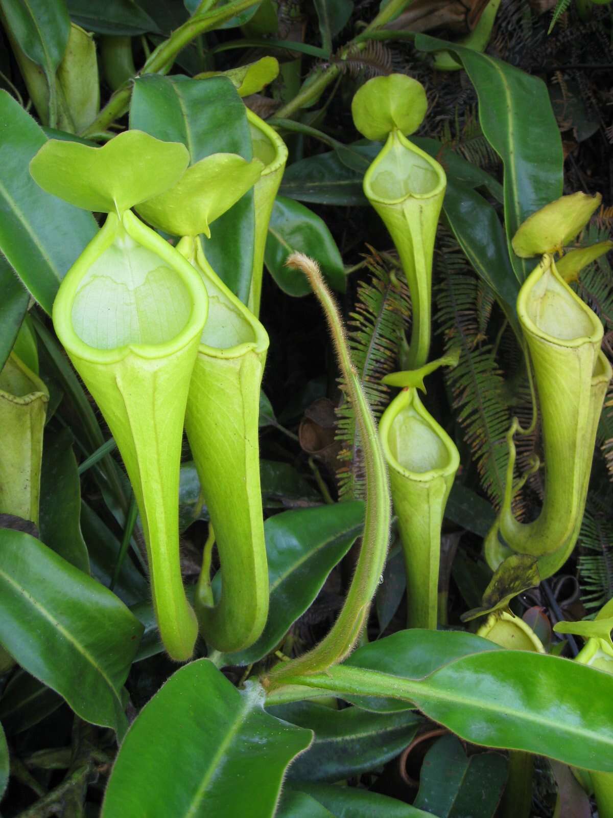 Image of Nepenthes chaniana C. Clarke, Chi. C. Lee & S. McPherson