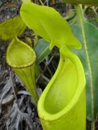 Image of Nepenthes chaniana C. Clarke, Chi. C. Lee & S. McPherson