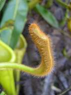 Image of Nepenthes chaniana C. Clarke, Chi. C. Lee & S. McPherson