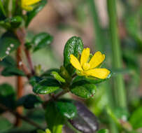 Image of Hibbertia aspera subsp. aspera