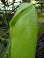 Image of Nepenthes chaniana C. Clarke, Chi. C. Lee & S. McPherson