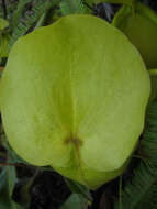 Image of Nepenthes chaniana C. Clarke, Chi. C. Lee & S. McPherson