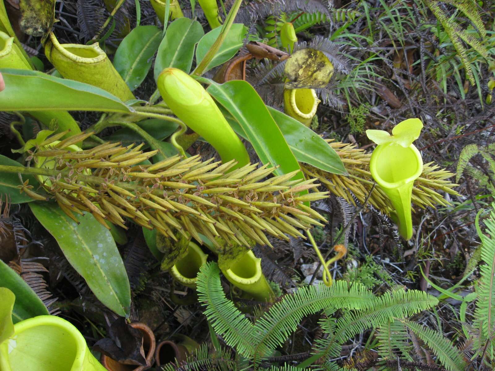 Image of Nepenthes chaniana C. Clarke, Chi. C. Lee & S. McPherson