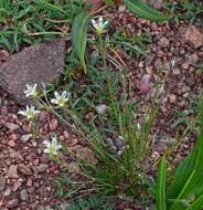 Image of Fendler's sandwort