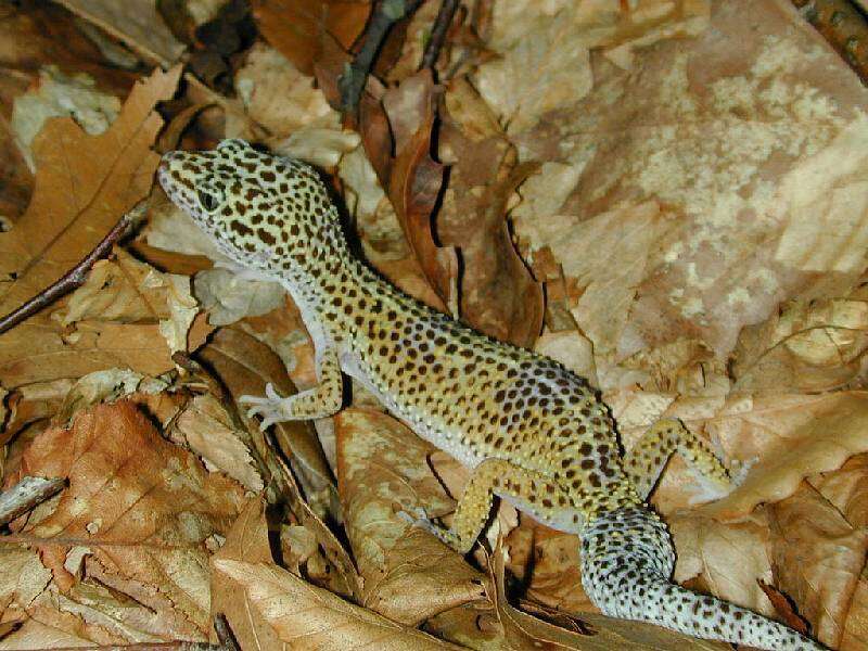 Image of Lichtenfelder's Gecko