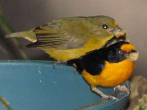 Euphonia violacea (Linnaeus 1758)的圖片