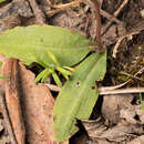 Imagem de Chiloglottis trapeziformis Fitzg.