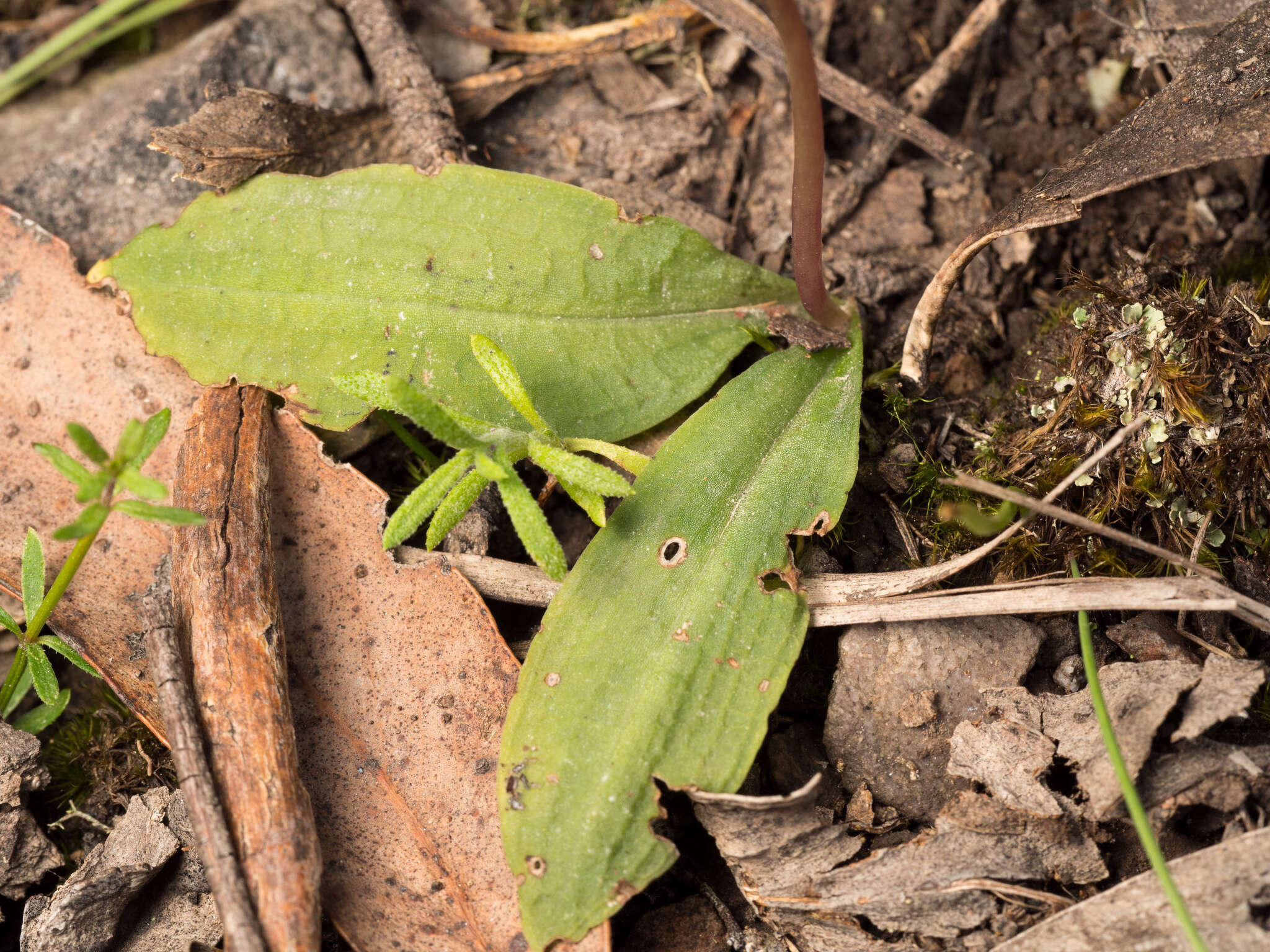 Imagem de Chiloglottis trapeziformis Fitzg.