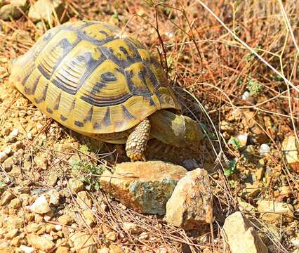 Image of Hermann's Tortoise