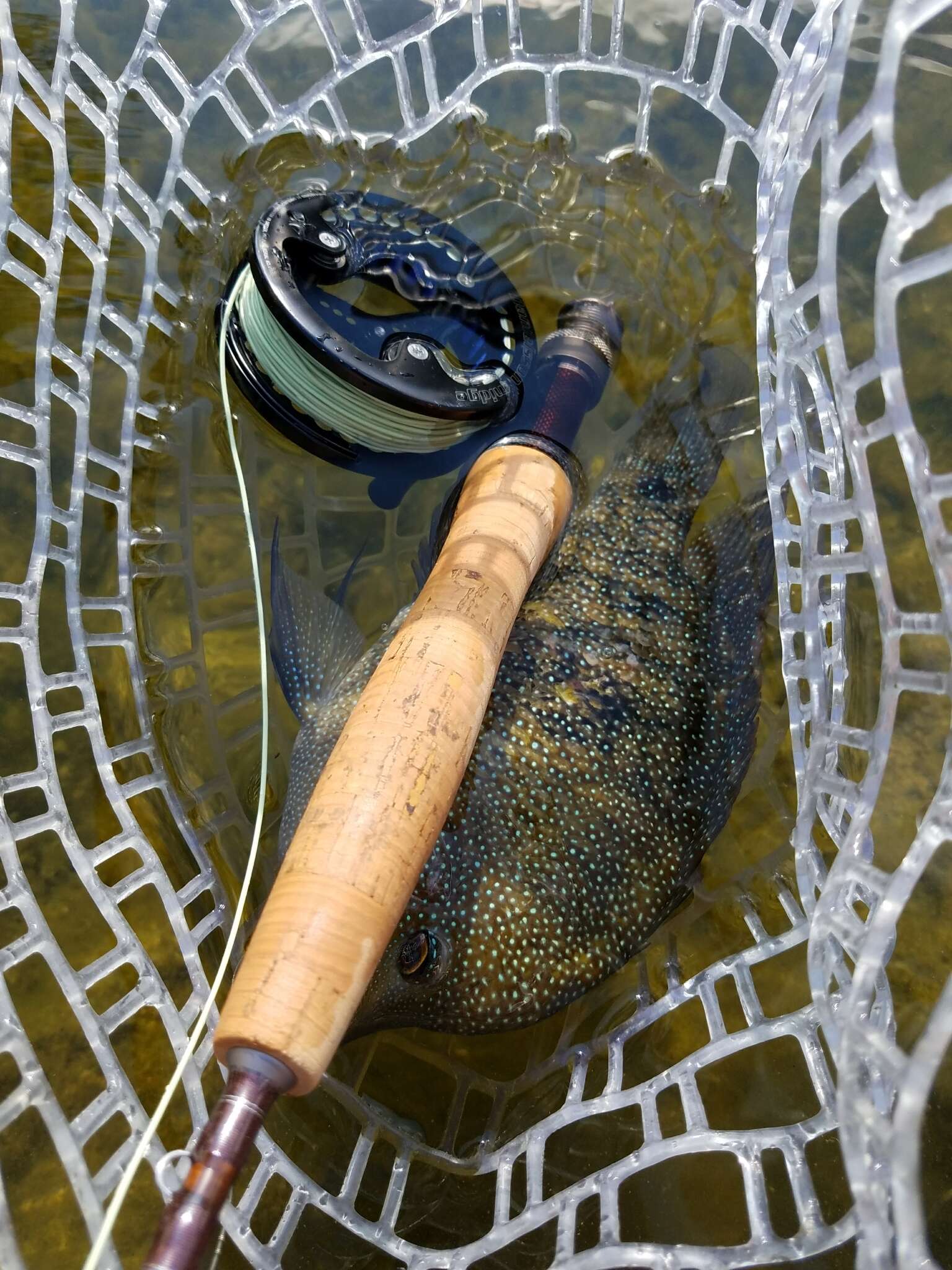 Image of Rio Grande Cichlid