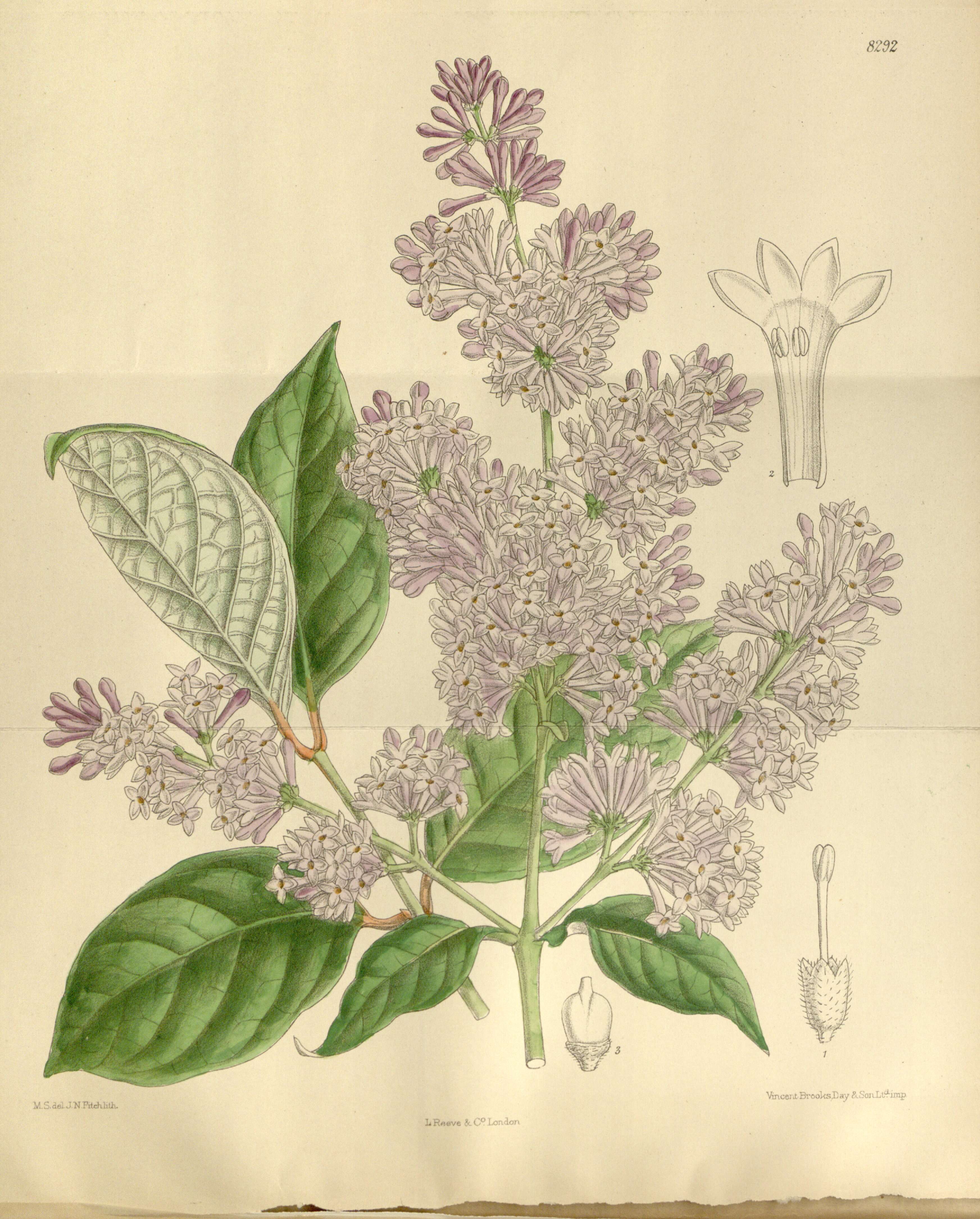 Image de Syringa villosa Vahl