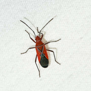 Image of St. Andrew's Cotton Stainer